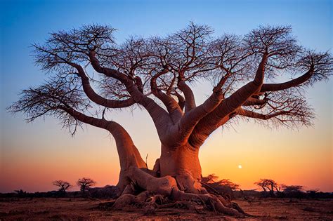 Senegal .